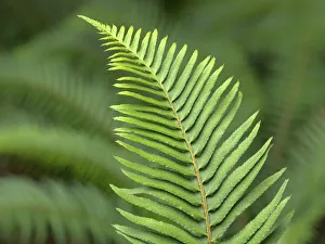 Images Dated 26th July 2019: USA, Washington State. Western Sword Fern