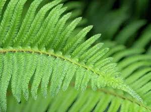 Droplet Prints: USA, Washington State. Western Sword Fern, with water drops