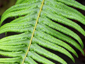 Droplet Prints: USA, Washington State. Western Sword Fern, with water drops