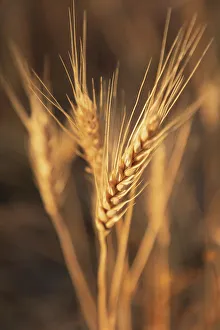 Images Dated 24th March 2022: USA, Washington State, Whitman County, Palouse. Wheat