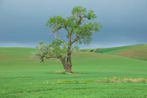Images Dated 24th March 2022: USA, Washington State, Whitman County, Palouse. Solitary tree