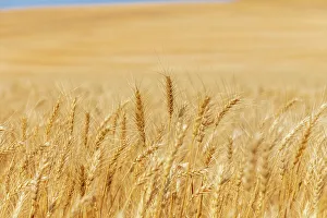 Images Dated 24th March 2022: USA, Washington State, Whitman County, Palouse. Wheat fields