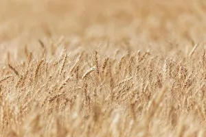 Images Dated 24th March 2022: USA, Washington State, Whitman County, Palouse. Wheat fields