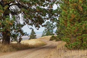 Images Dated 24th March 2022: USA, Washington State, Whitman County, Palouse. Pine trees along dirt road near Farmington