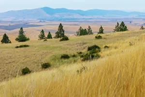 Images Dated 24th March 2022: USA, Washington State, Whitman County, Palouse. Fields of wheat near Farmington