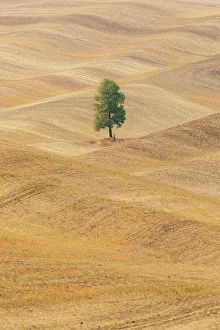 Images Dated 24th March 2022: USA, Washington State, Whitman County, Palouse. Lone tree in rolling field