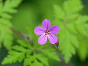 Weed Prints: USA, Washington State. Wild Geranium