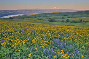 Images Dated 4th May 2019: USA, Washington State. Wildflowers bloom in Columbia Hills State Park