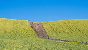 New Images August 2022 Prints: USA, Washington State, Winona winter wheat with fence line running through middle of field