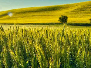 Images Dated 2021 April: USA, Washington State, Winter wheat field close up