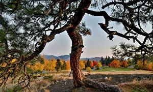 USA, Washington State, Winthrop, Sun Mountain and lone pine tree