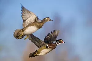 USA, Washington State, Wood Duck, male, female, flight