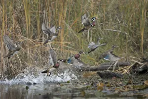 Images Dated 31st March 2020: USA, Washington State. Wood Ducks (Aix sponsa) flock takes flight from a quiet pond