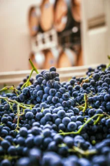 USA, Washington State, Woodinville. Clusters of Cabernet Sauvignon sit in bins in a USA, Washington State, Woodinville. Clusters of Cabernet Sauvignon sit in bins in a