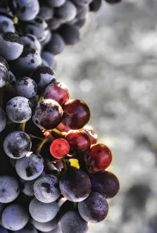 USA, Washington State, Yakima Valley. Tempranillo grapes in the last stages of veraison USA, Washington State, Yakima Valley. Tempranillo grapes in the last stages of veraison