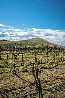 Yakima Valley Prints: USA, Washington State, Yakima Valley