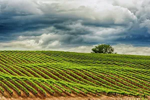 New Images March 2024 Prints: USA, Washington State, Yakima Valley. Rows in a Washington vineyard at spring