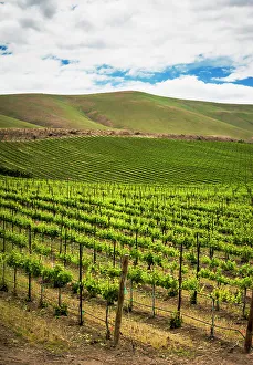 New Images March 2024 Prints: USA, Washington State, Yakima Valley. Rows in a Washington vineyard at spring