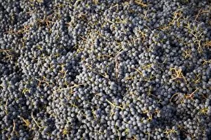 USA, Washington State, Yakima Valleyl. Merlot grapes, Rattlesnake Hills Wine Trail