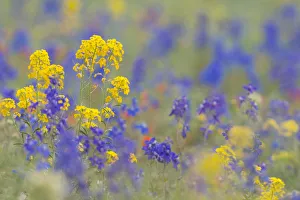 USA, Washington State. Yellow Western Wallflower (Erysimum capitatum) and Rockslide Larkspur