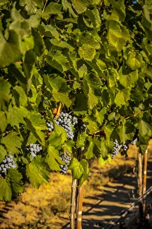 Cluster Prints: USA, Washington State, Zillah. Harvest of rows of Cabernet Sauvignon in a Yakima Valley