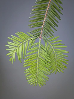 Needle Prints: USA, Washington, Stehekin. Close-up of new fir needles