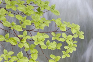Dogwood Prints: USA, Washington, Stehekin. Close-up of Pacific dogwood branch over Rainbow Creek