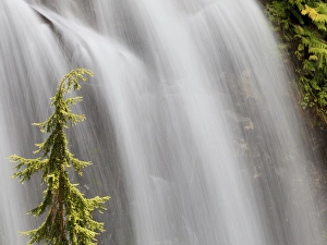 Northwest Prints: USA, Washington, Stehekin. Waterfall at the end of the Agnes Gorge Trail. Credit as