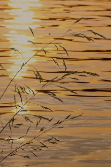Acer Circinatum Prints: USA, Washington. Sunset on water and grasses