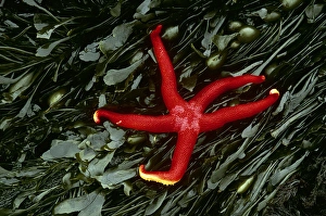 Alder Prints: USA, Washington, Tongue Point. Blood star and kelp in tide pool