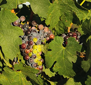 Cluster Prints: USA, Washington, Tri-Cities. Merlot wine grapes ripen in the Eastern Washington sun