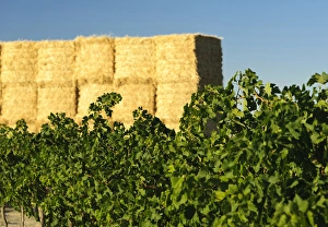 Bale Prints: USA, WAshington, Tri-Cities. Vineyards flourish alongside acres of hay in the Eastern