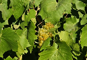 Cluster Prints: USA, WAshington, Tri-Cities. Wine grapes ripen in the Eastern Washington sun