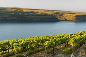 Wallula Prints: USA, Washington, TriCities. The Benches (formerly Wallula Vineyards) vineyard has
