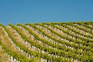 Grow Prints: USA, Washington, TriCities. Young vines in the Benches (formerly Wallula Vineyards)