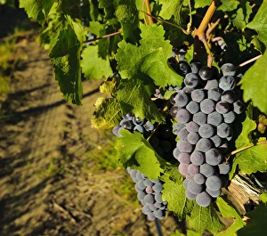 Images Dated 1st September 2011: USA, Washington, Wahluke Slope AVA. The Wahluke Slope AVA produces grapes like Cabernet