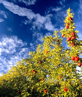 Apple Prints: USA, Washington, Walla Walla, apple orchard