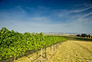 USA, Washington, Walla Walla. Bella Terra grapes ripen set against the Blue Mountains