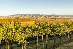 Images Dated 14th September 2014: USA, Washington, Walla Walla. The Blue Mountains overlook the Blue Mountain vineyard