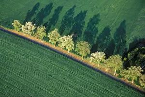Images Dated 2nd June 2006: USA, Washington, Walla Walla County. A line of trees follows an old farm road in