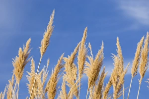 Images Dated 25th May 2013: USA, Washington, Walla Walla County. McNary National Wildlife Refuge, Ravenna Grass