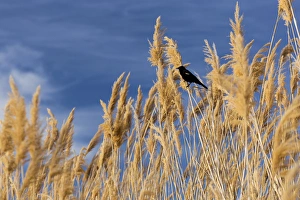 Grasses Prints: USA, Washington, Walla Walla County. McNary National Wildlife Refuge, Red-winged