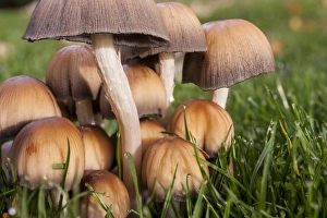 Images Dated 2nd November 2012: USA, Washington, Walla Walla County. Cluster of mushrooms