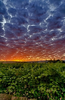 Images Dated 13th August 2011: USA, WAShington, Walla Walla. Dawn breaks over the Abeja Winery in Walla Walla