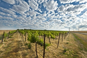 Images Dated 13th August 2011: USA, Washington, Walla Walla. Dawn breaks on a vineyard in Walla Walla