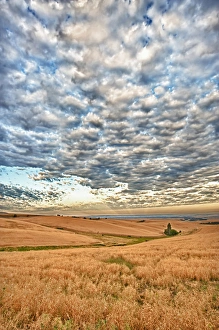 Images Dated 13th August 2011: USA, Washington, Walla Walla. Dawn breaks on a wheatfield in Walla Walla