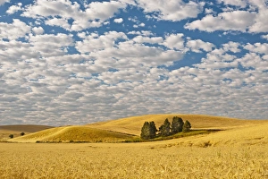 Images Dated 13th August 2011: USA, Washington, Walla Walla. Dawn breaks on a wheatfield in Walla Walla