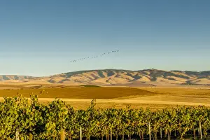 Images Dated 14th September 2014: USA, Washington, Walla Walla. Flock of snow geese over the Blue Mountains seen