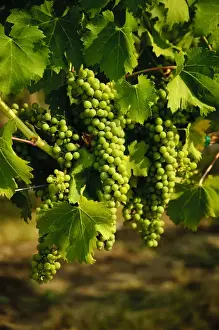 Images Dated 8th August 2009: USA, Washington, Walla Walla. Grapes ripen in the summer sun of the Walla Walla AVA