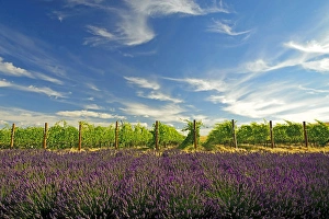 Images Dated 14th August 2011: USA, Washington, Walla Walla. Lavender fields border the vineyards of a Maurice